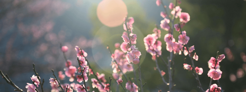 A Primavera e o Despertar do Qi A Primavera e o Despertar do Qi