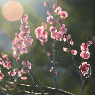 A Primavera e o Despertar do Qi